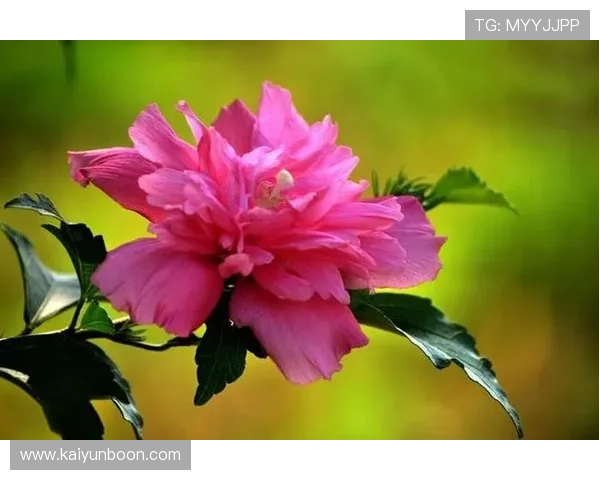 开运入口:打造个人专属的开运入口助你迎来事业与爱情双丰收